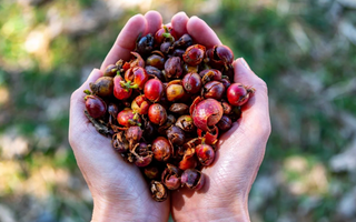 Maak kennis met Cascara: waarom kruidengenezers nog steeds kiezen voor het laxeermiddel uit de natuur