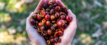 Maak kennis met Cascara: waarom kruidengenezers nog steeds kiezen voor het laxeermiddel uit de natuur