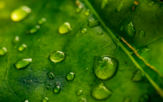 Chlorofyl Uitgelegd: Waarom Diepgroene Planten Natuurlijke Ontgifting Ondersteunen