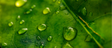 Chlorofyl Uitgelegd: Waarom Diepgroene Planten Natuurlijke Ontgifting Ondersteunen