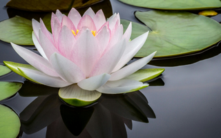 Lotusblad: hoe draagt deze eeuwenoude plant bij aan gewichtsbeheersing?