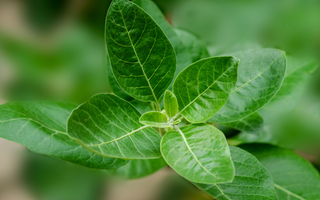 Ashwagandha en Cortisol: Hoe Adaptogenen Het Lichaam Helpen Omgaan Met Stress