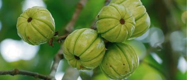 Emotioneel eten: kan Garcinia Cambogia helpen om de vicieuze cirkel te doorbreken?