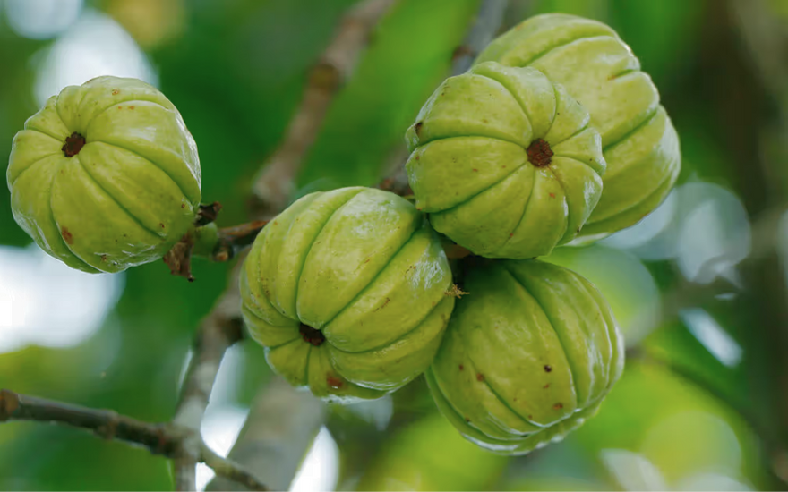 Emotioneel eten: kan Garcinia Cambogia helpen om de vicieuze cirkel te doorbreken?