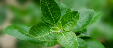Ashwagandha door de eeuwen heen: wat deze plant ons leert over veerkracht